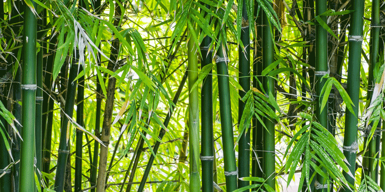 bamboo