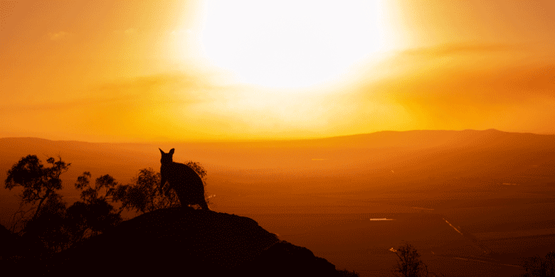 the australian sun with kangaroo