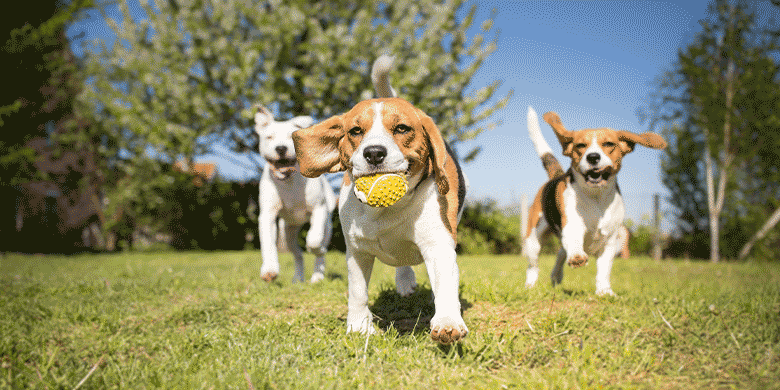 dogs playing in a park