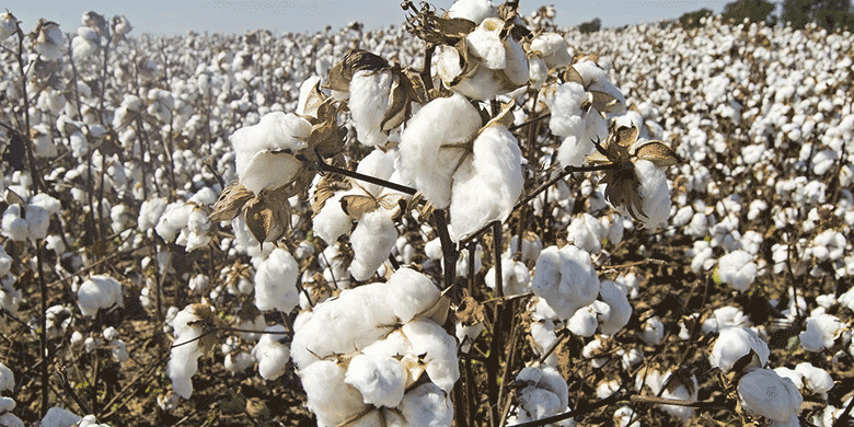 cotton fields