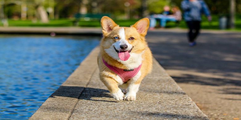 A dog walking past a pool with a harness on