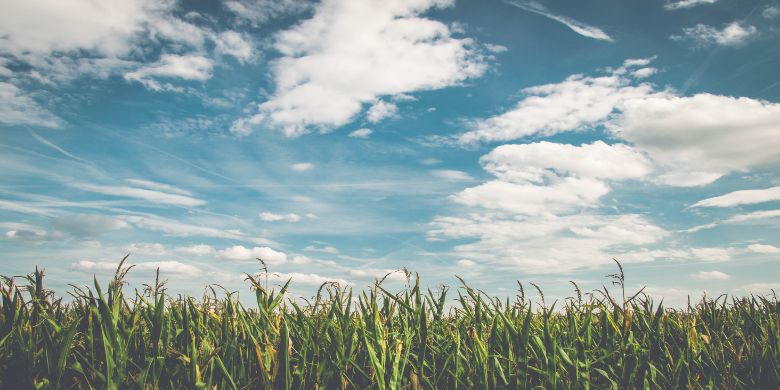 An open field with a nice bright blue sky on a sunny day.