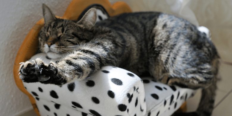 Cat Stretching on Bed