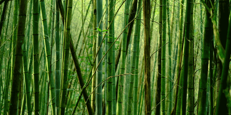 bamboo trees