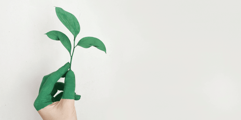 person hand holding green leaf