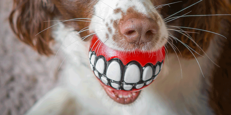 dog with stress ball in mouth