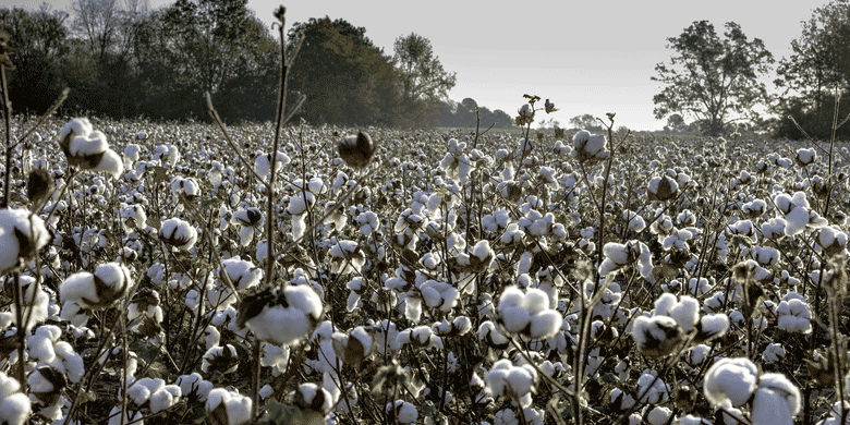 cotton field