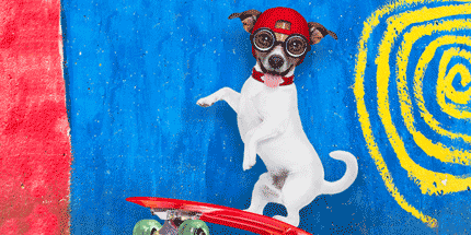 dog on skateboard wearing hat