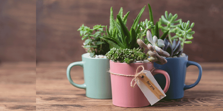 plant mugs