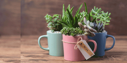 plant mugs