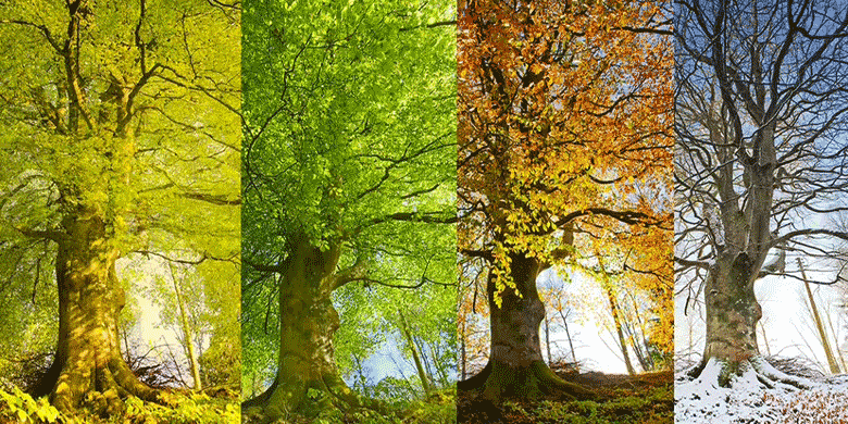 tree in four seasons