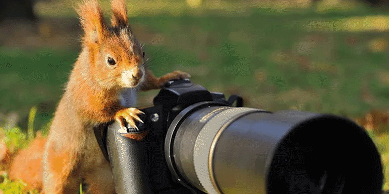 squirrel with a camera